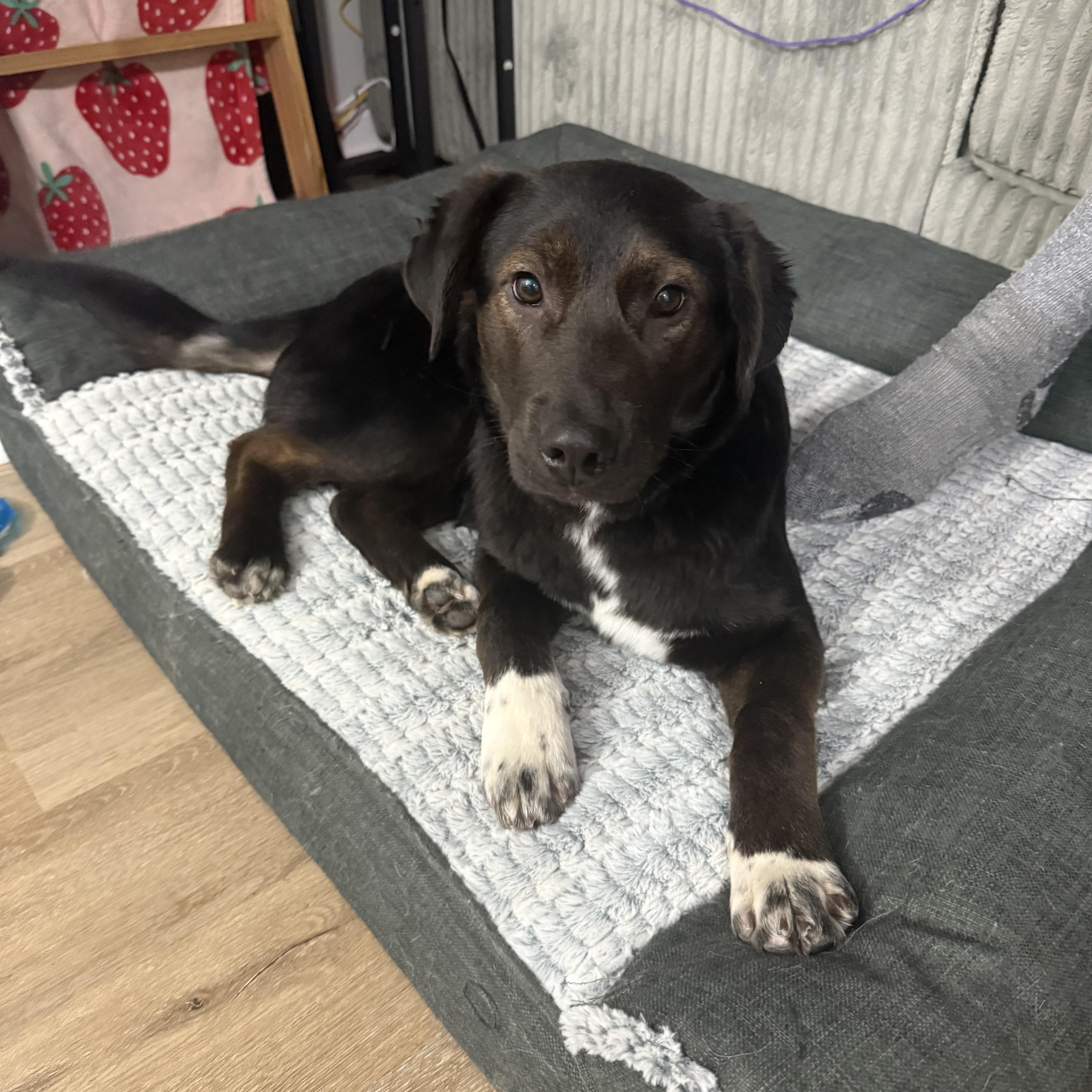 Olaf, ADOPTABLE, Young Male Border Collie.