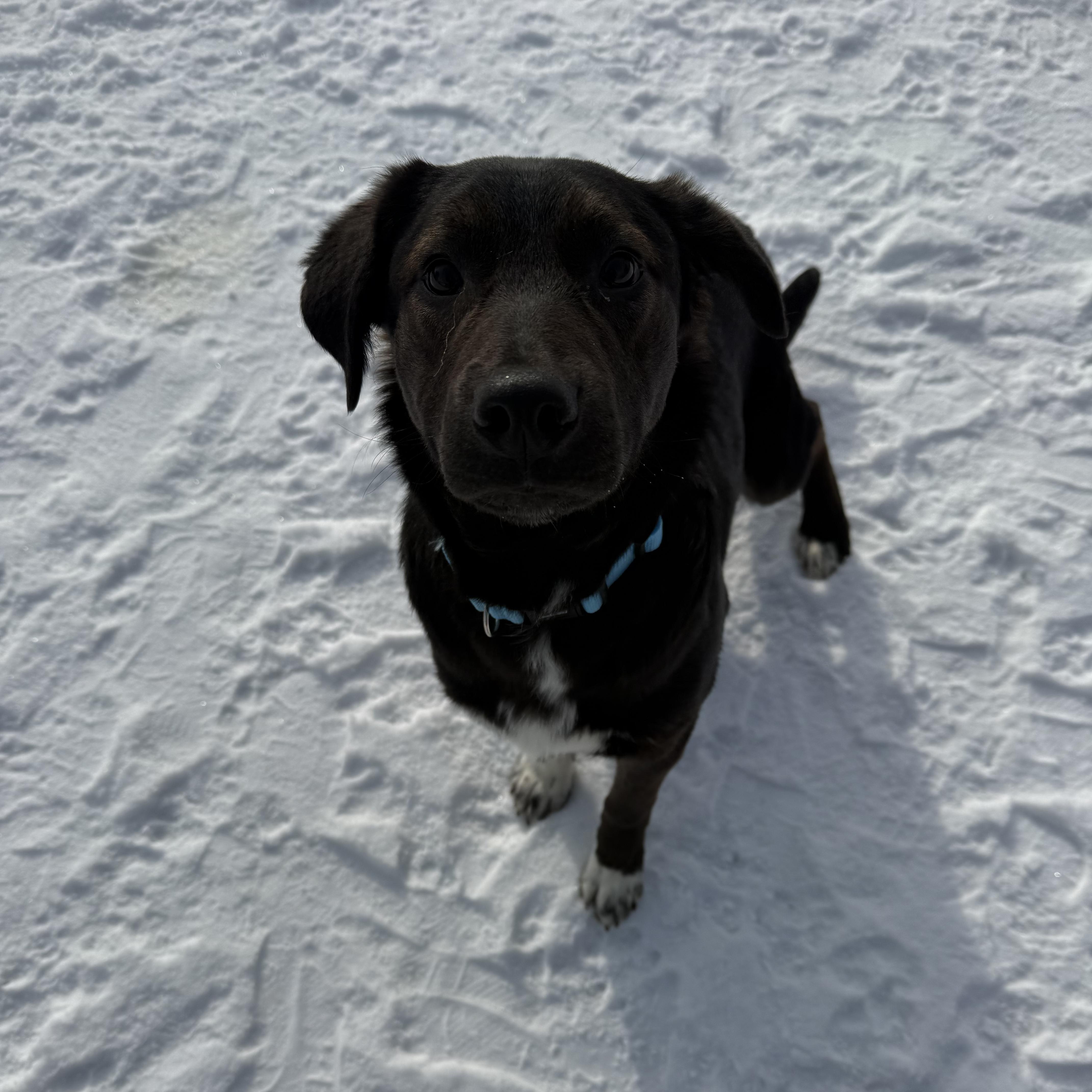 Enlarge Olaf, an adopted Border Collie in Lexington, KY image 3/6