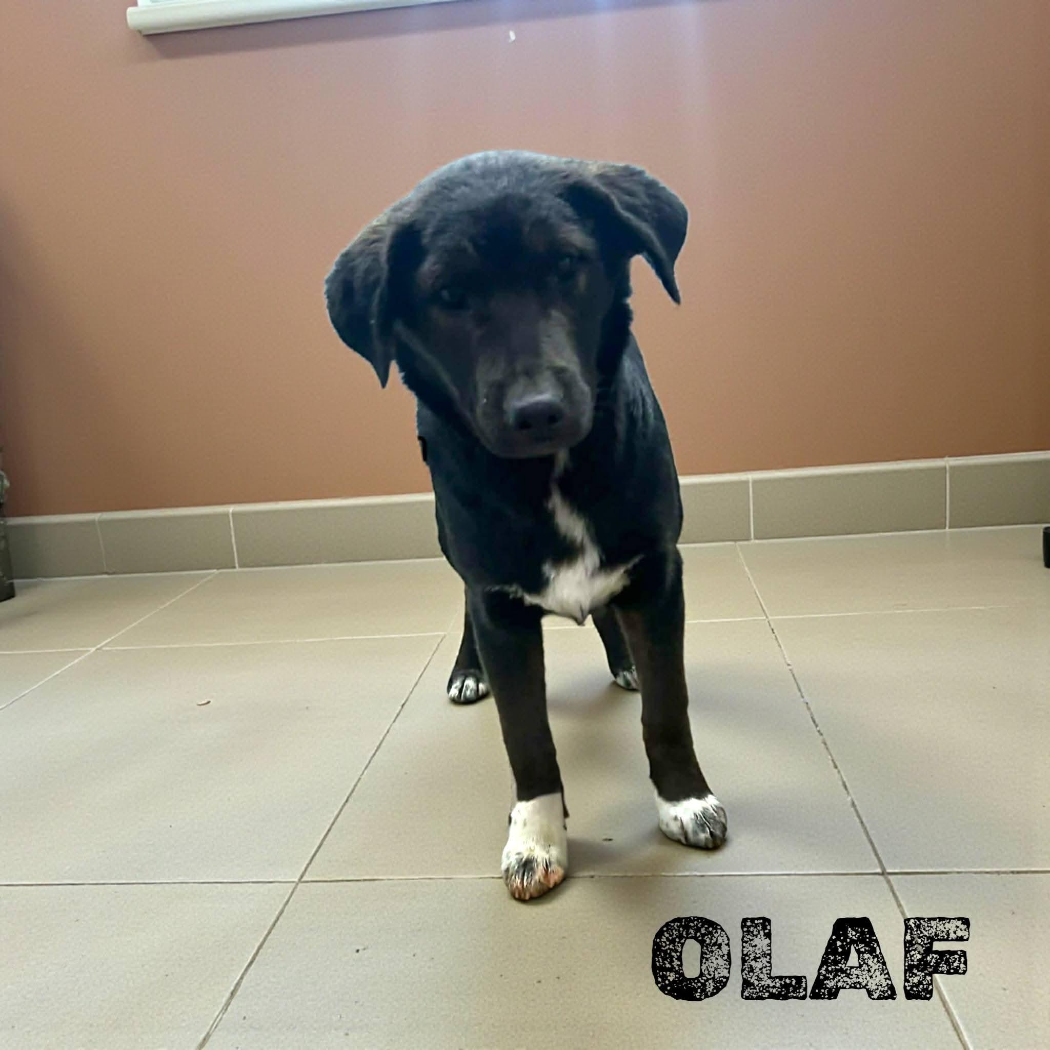 Enlarge Olaf, an adopted Border Collie in Lexington, KY image 5/6