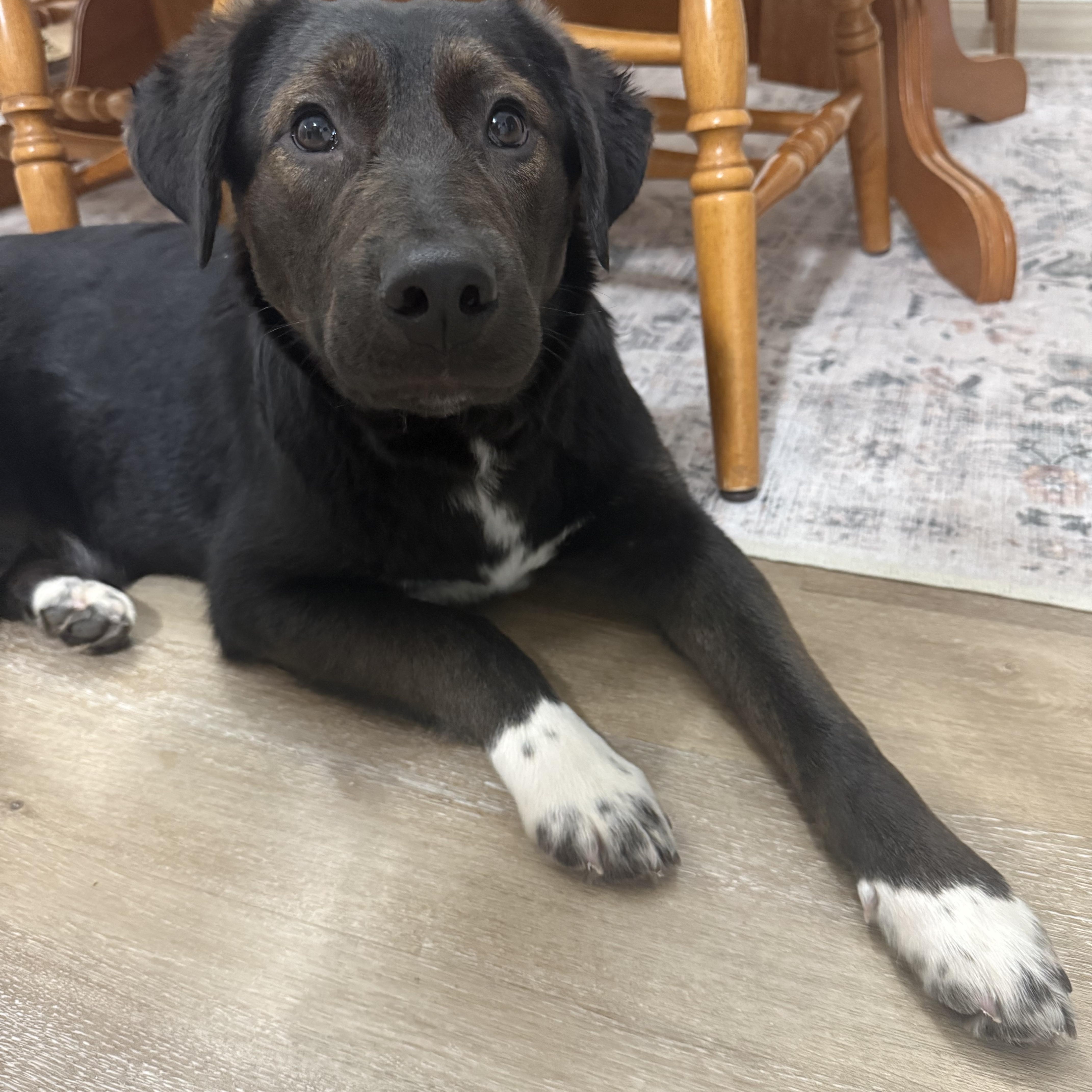 Enlarge Olaf, an adopted Border Collie in Lexington, KY image 6/6