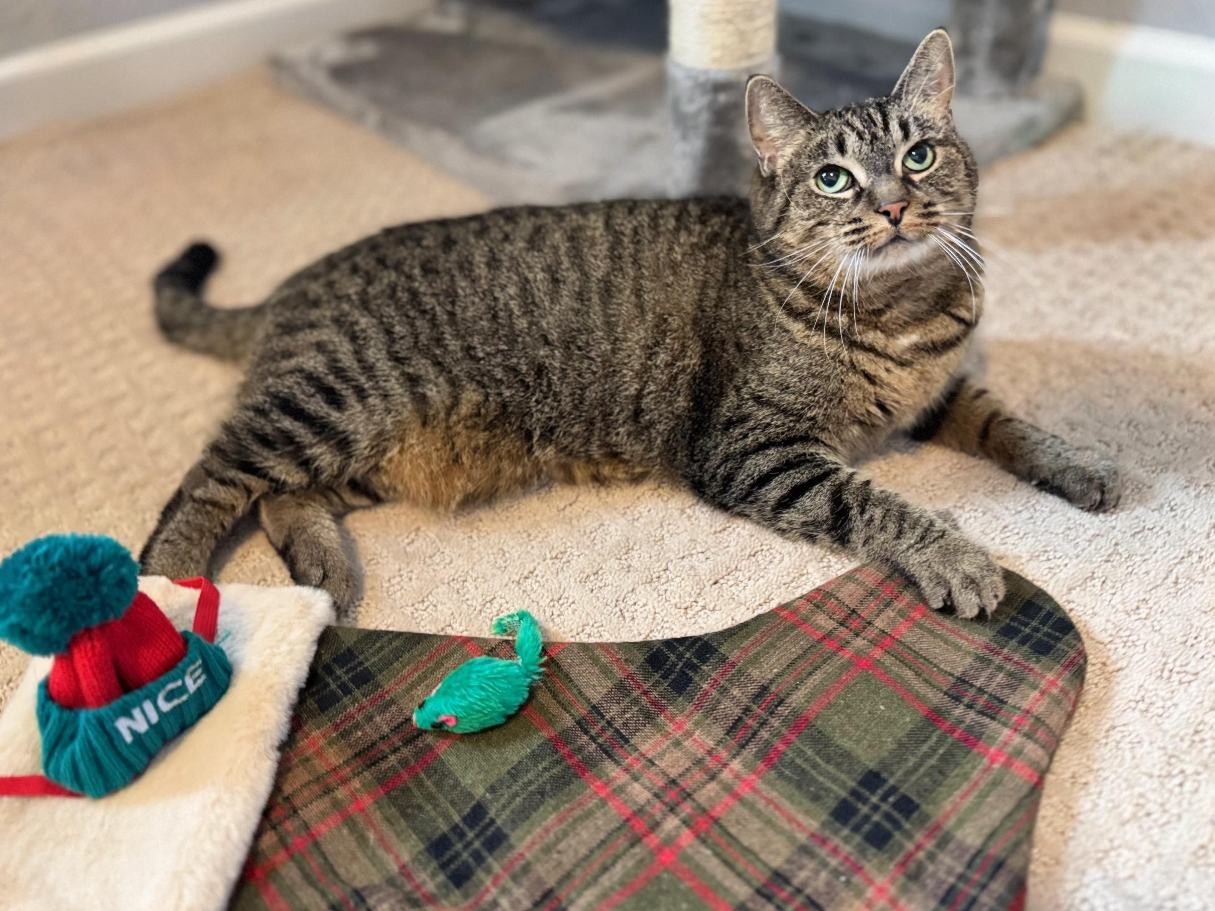 Cleopatra, Adoptable, Adult Female Tiger & Domestic Short Hair.