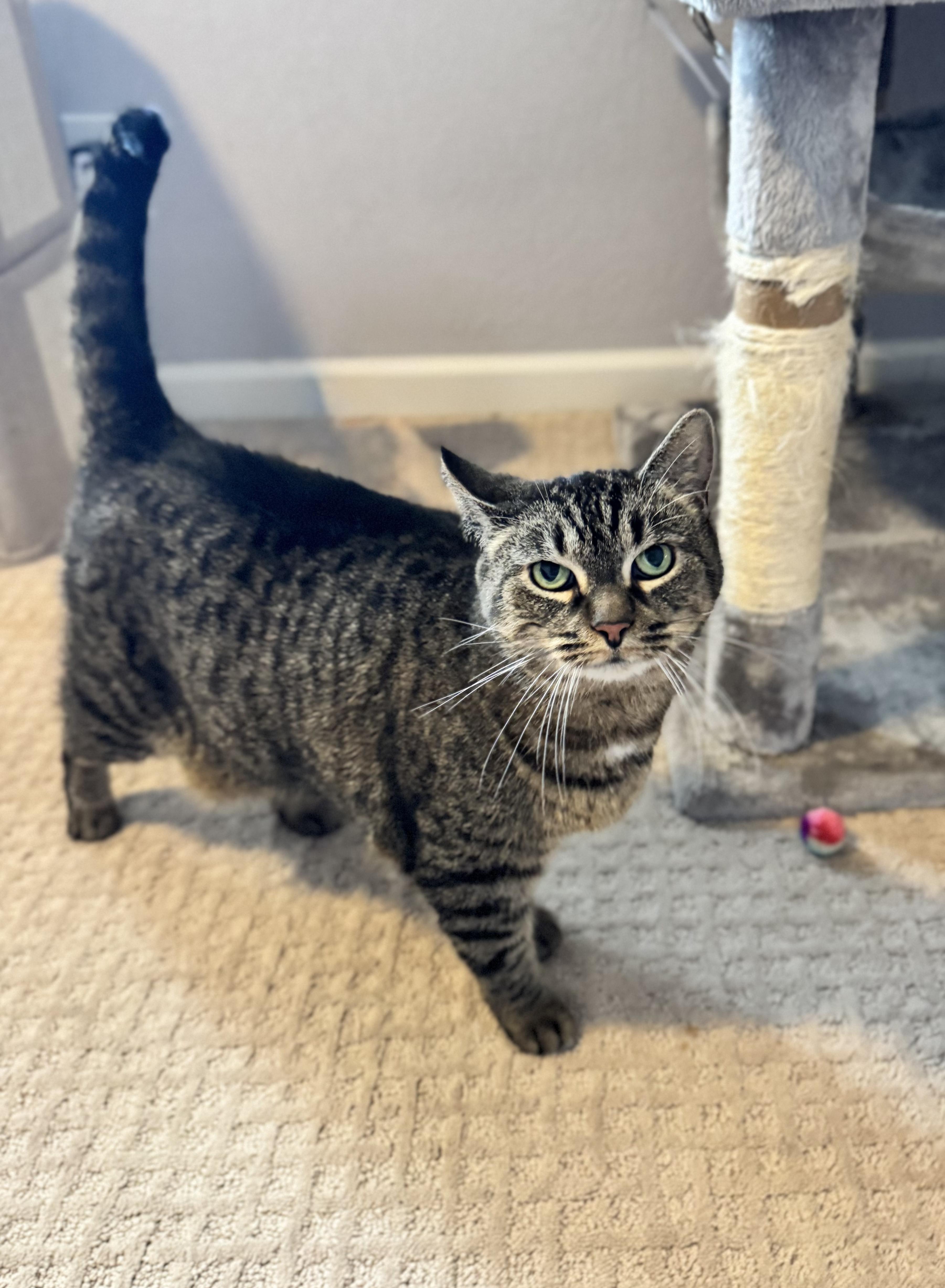 Enlarge Cleopatra, a Adoptable mixed breed in West Lafayette, IN image 2/3