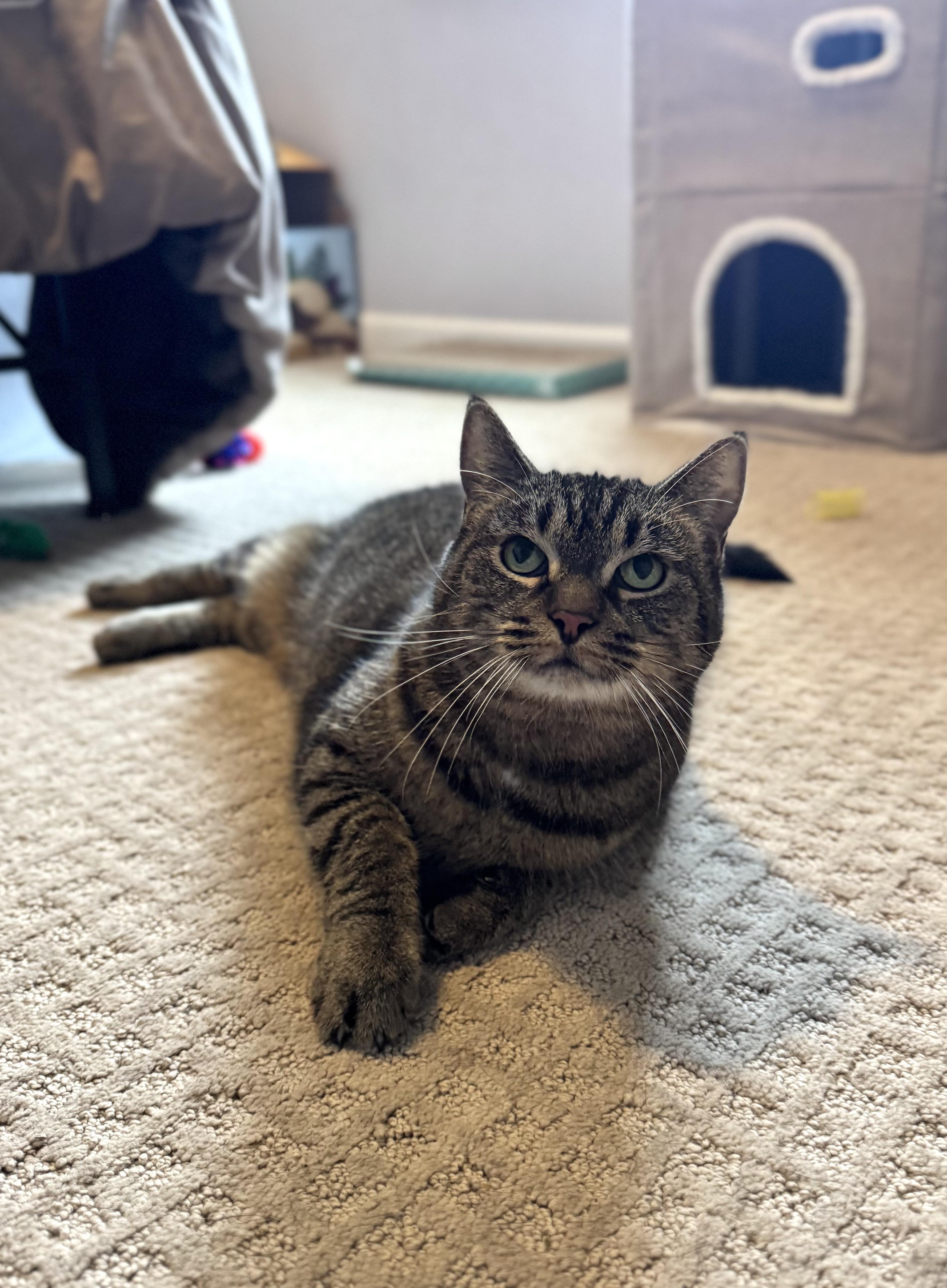 Cleopatra thumbnail 3