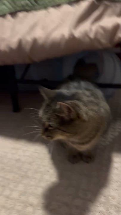 Enlarge Cleopatra, an adoptable mixed breed in West Lafayette, IN video 4/4