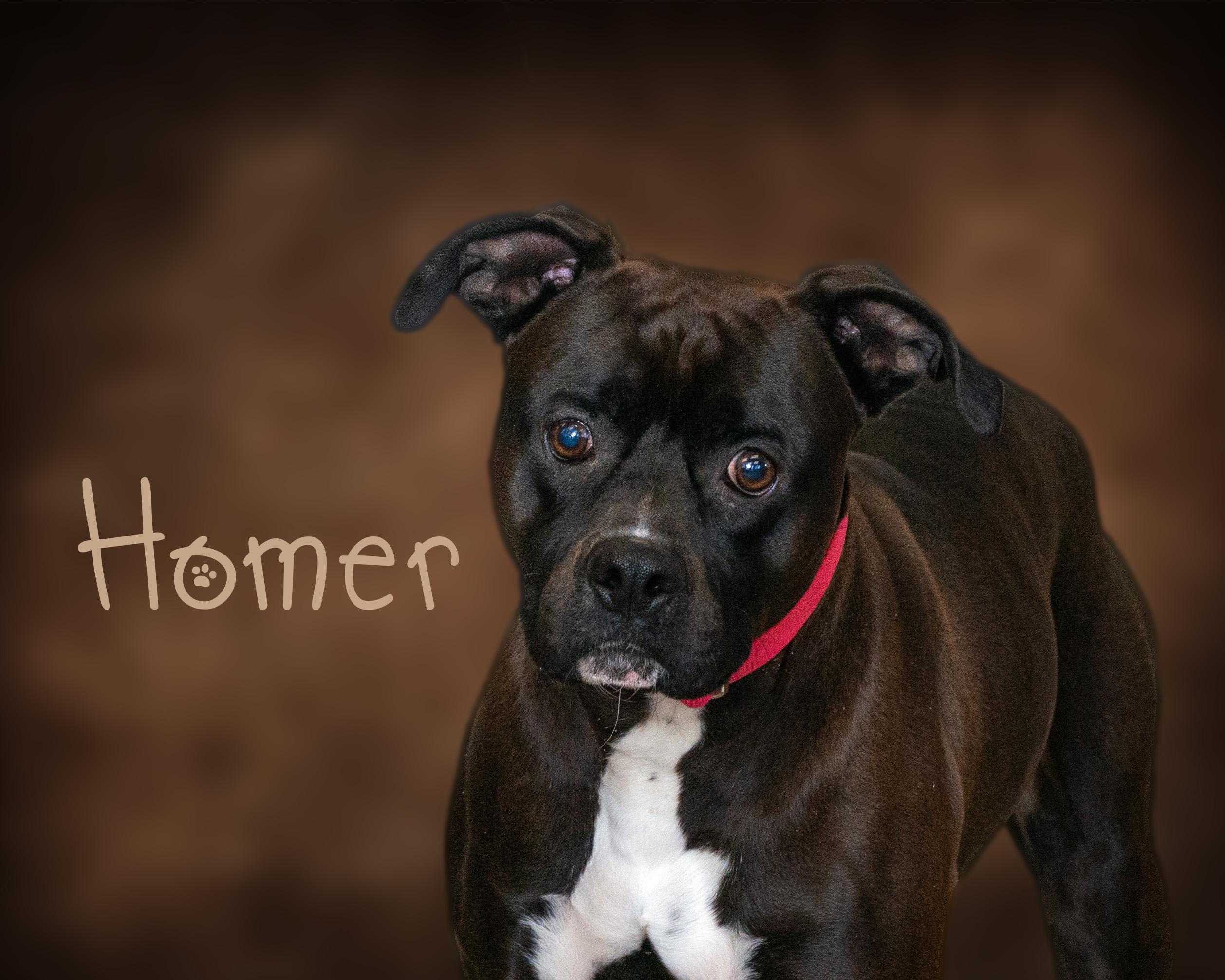 Homer, Adoptable, Young Male Pit Bull Terrier.