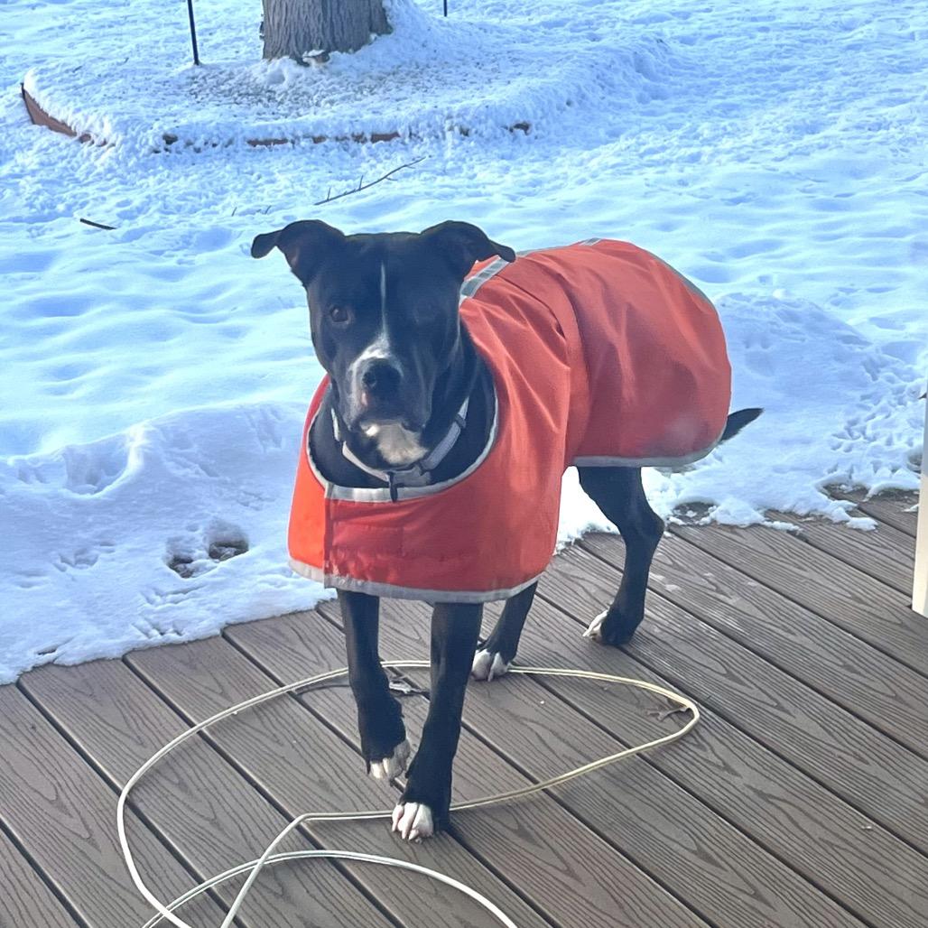 Phat Llama, Adoptable, Senior Female American Staffordshire Terrier.