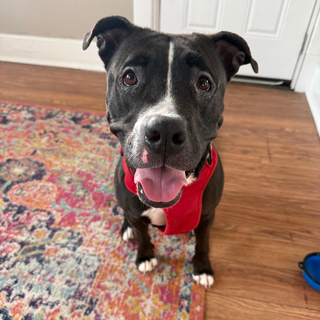 Llama, Adoptable, Senior Female American Staffordshire Terrier.