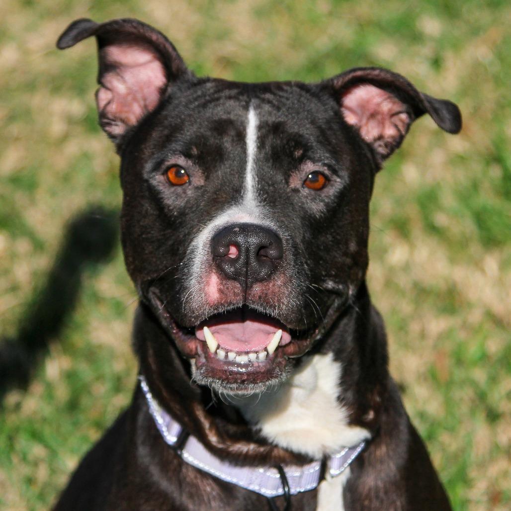 Phat Llama, Adoptable, Senior Female American Staffordshire Terrier.