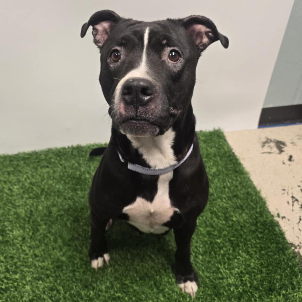 Phat Llama, a Adoptable American Staffordshire Terrier in Columbia, MO image 2/5