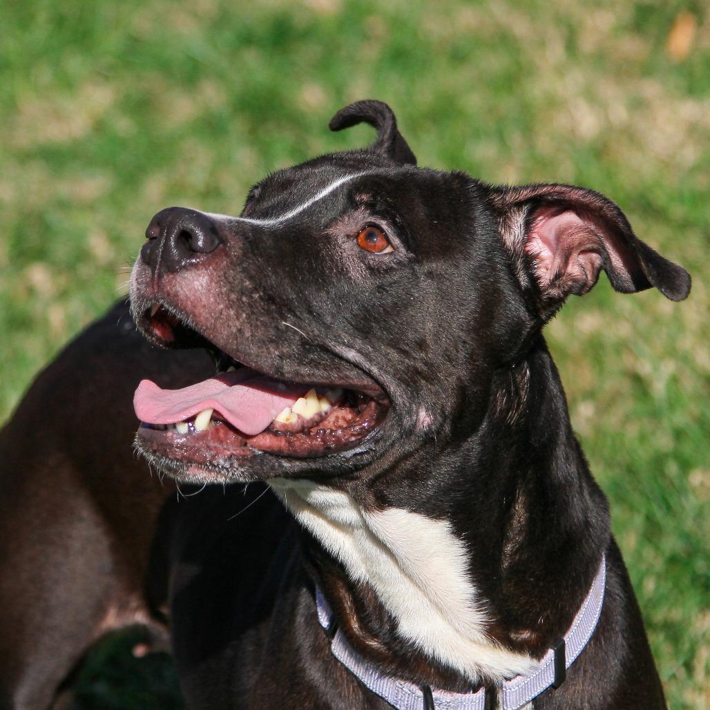 Phat Llama, a Adoptable American Staffordshire Terrier in Columbia, MO image 4/5