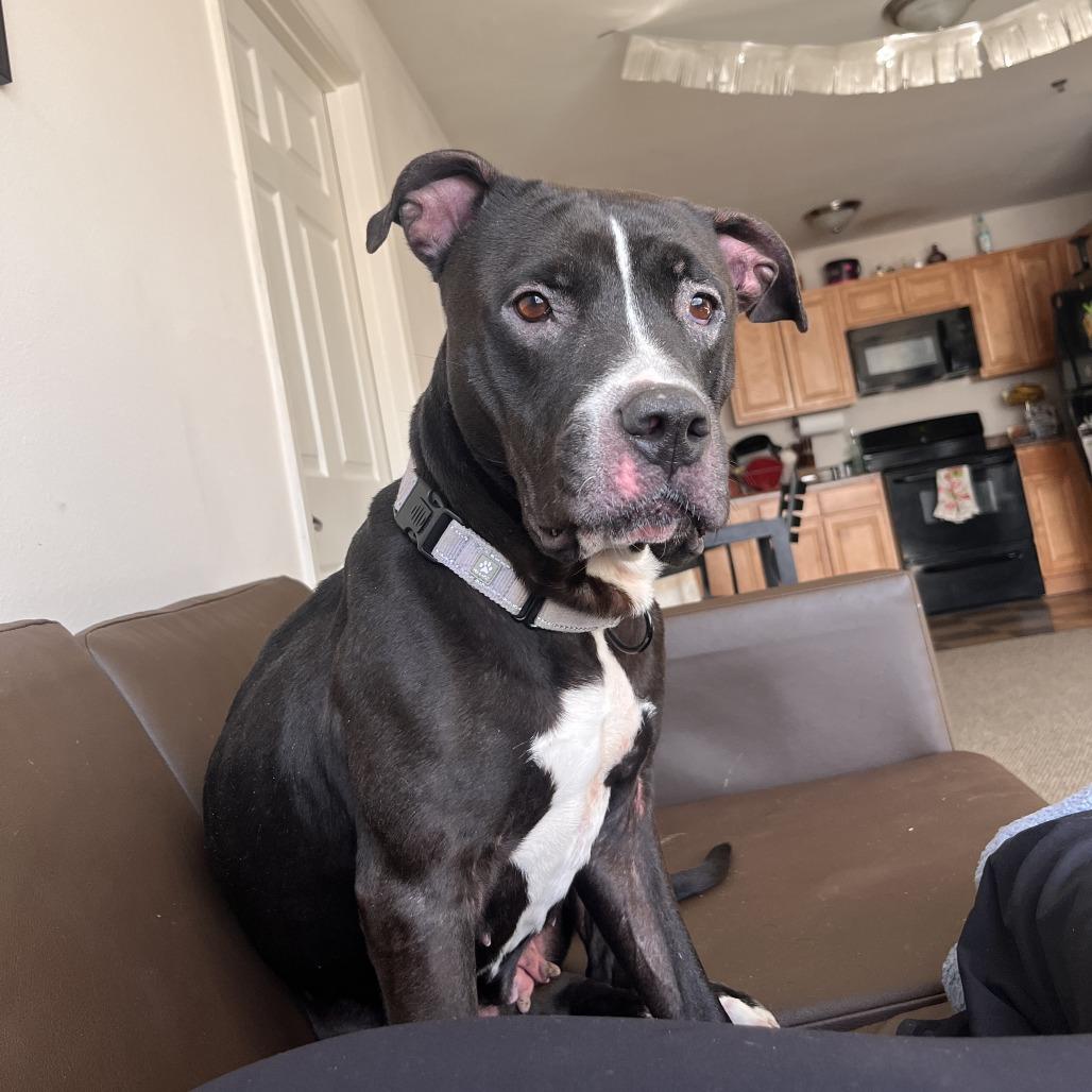 Enlarge Phat Llama, a Adoptable American Staffordshire Terrier in Columbia, MO image 5/6