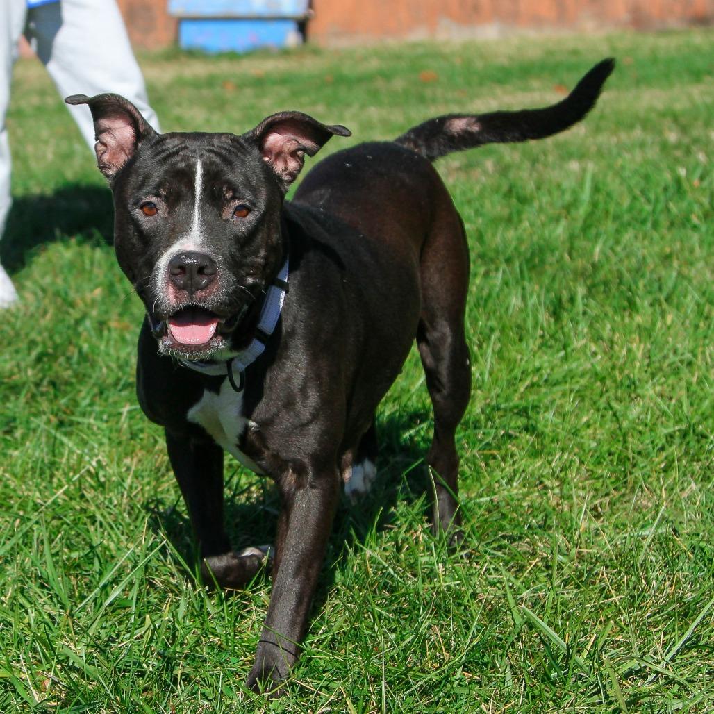 Phat Llama, a Adoptable American Staffordshire Terrier in Columbia, MO image 5/5