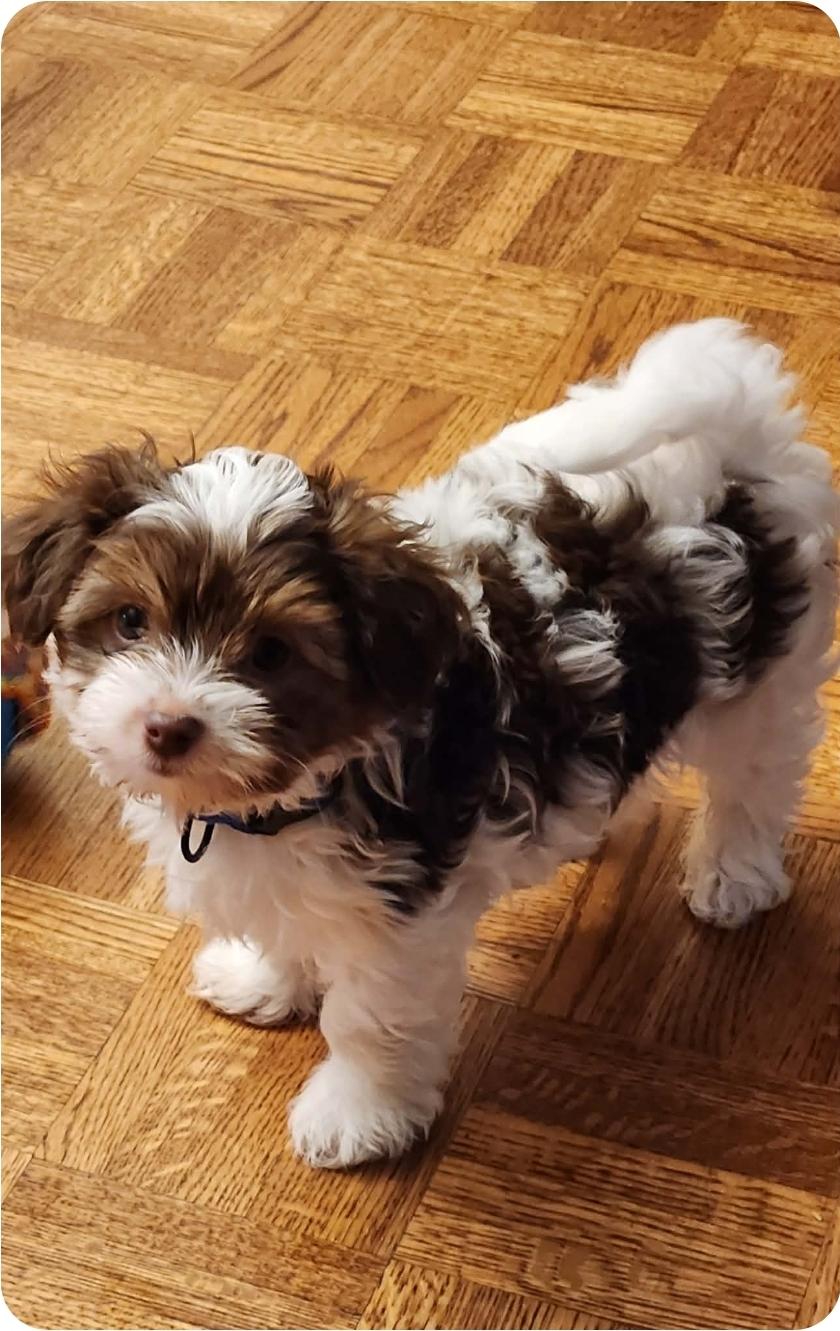 Enlarge Pip and Bernie, a ADOPTABLE Yorkshire Terrier in Toronto, ON image 2/5