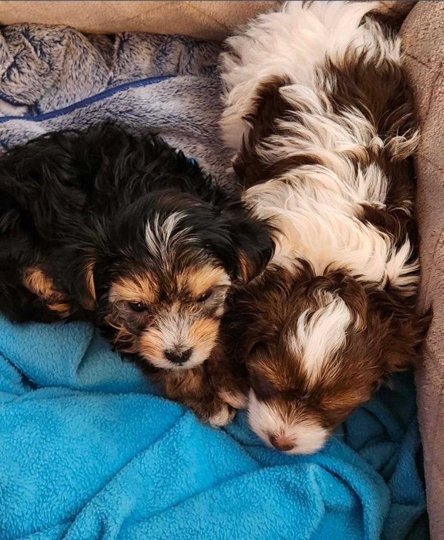 Enlarge Pip and Bernie, a ADOPTABLE Yorkshire Terrier in Toronto, ON image 3/5