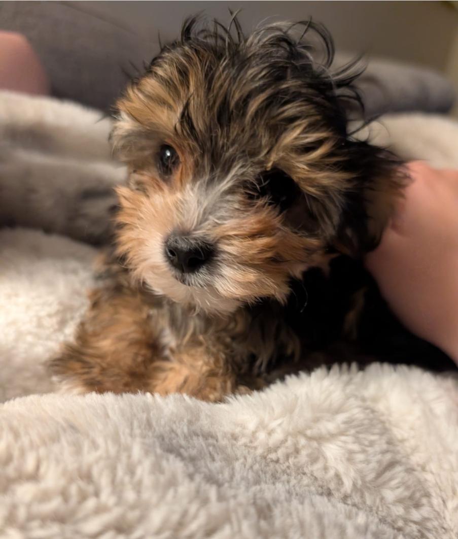 Enlarge Pip and Bernie, a ADOPTABLE Yorkshire Terrier in Toronto, ON image 1/5