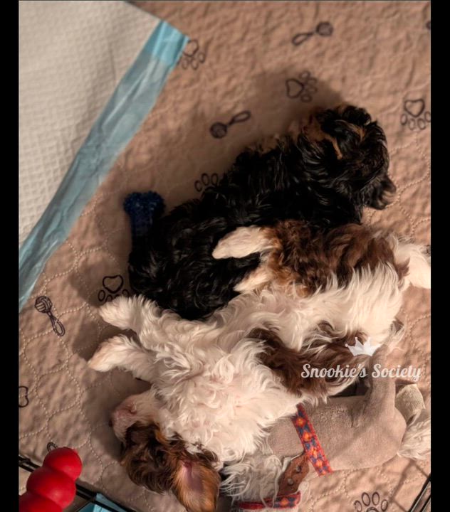 Enlarge Pip and Bernie, a ADOPTABLE Yorkshire Terrier in Toronto, ON video 5/5