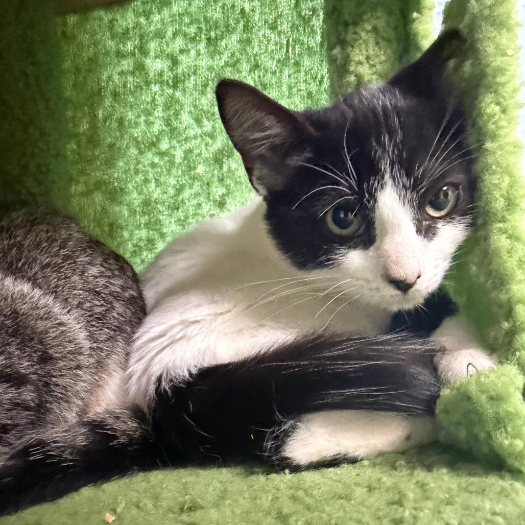 Enlarge Harmony, a Adoptable Domestic Short Hair in Dickinson, TX image 1/6