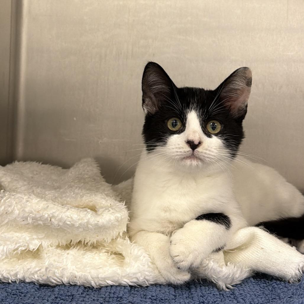 Enlarge Harmony, a Adoptable Domestic Short Hair in Dickinson, TX image 2/6