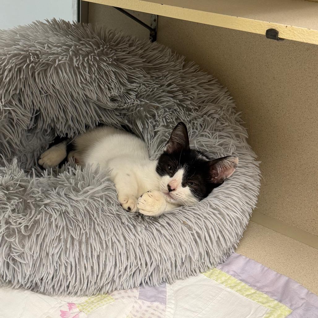 Enlarge Harmony, a Adoptable Domestic Short Hair in Dickinson, TX image 4/6