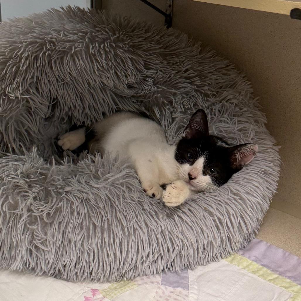 Enlarge Harmony, a Adoptable Domestic Short Hair in Dickinson, TX image 5/6