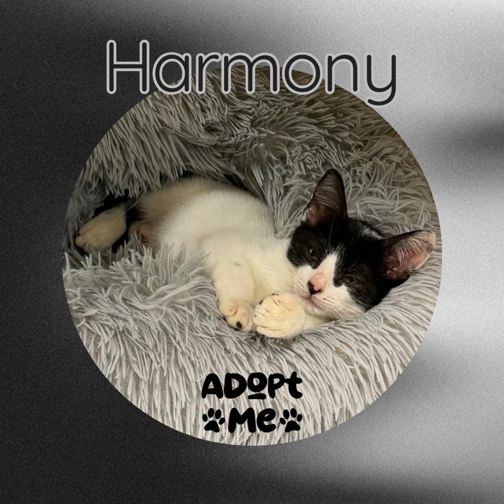 Enlarge Harmony, a Adoptable Domestic Short Hair in Dickinson, TX image 6/6