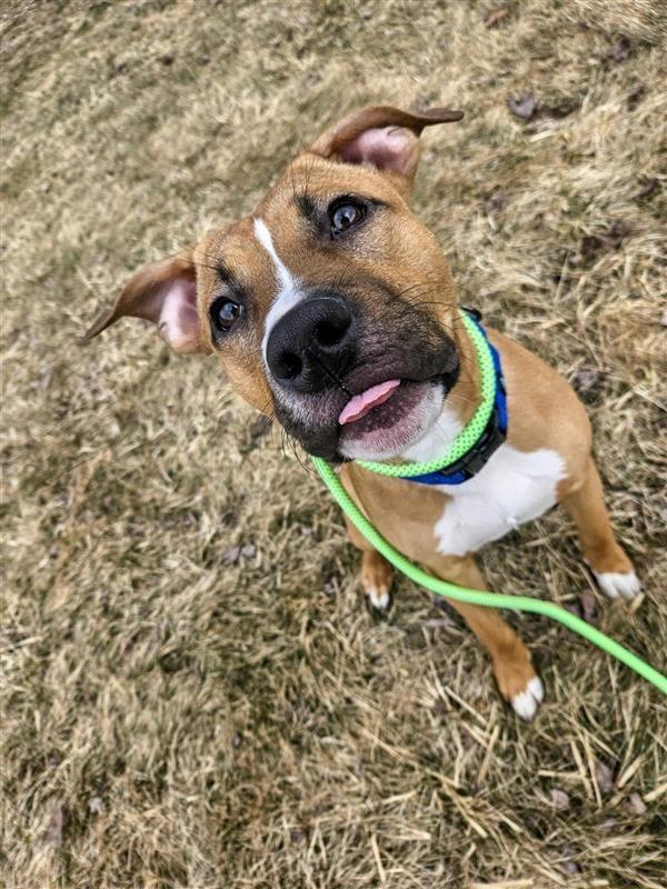 Bandit, Adoptable, Puppy Male Pit Bull Terrier.