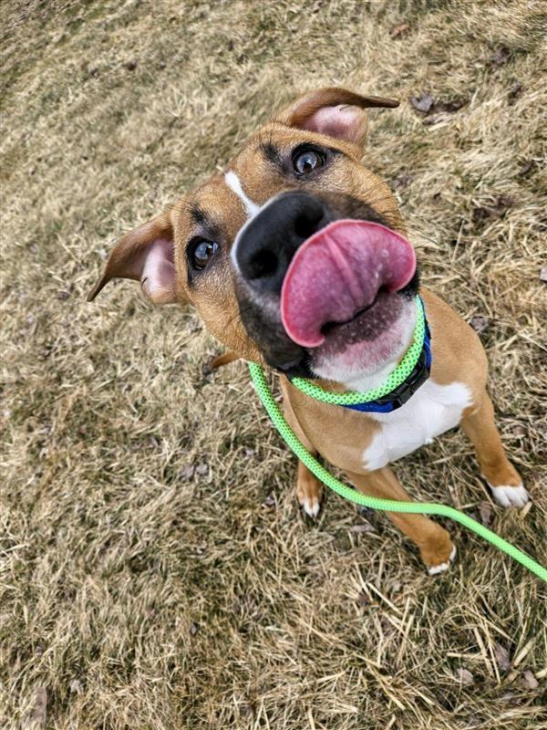 Enlarge Bandit, a Adoptable Pit Bull Terrier in Gloversville, NY image 2/4