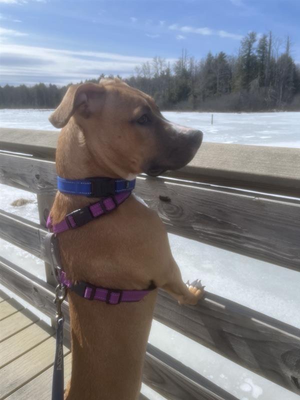 Enlarge Bandit, a Adoptable Pit Bull Terrier in Gloversville, NY image 3/4