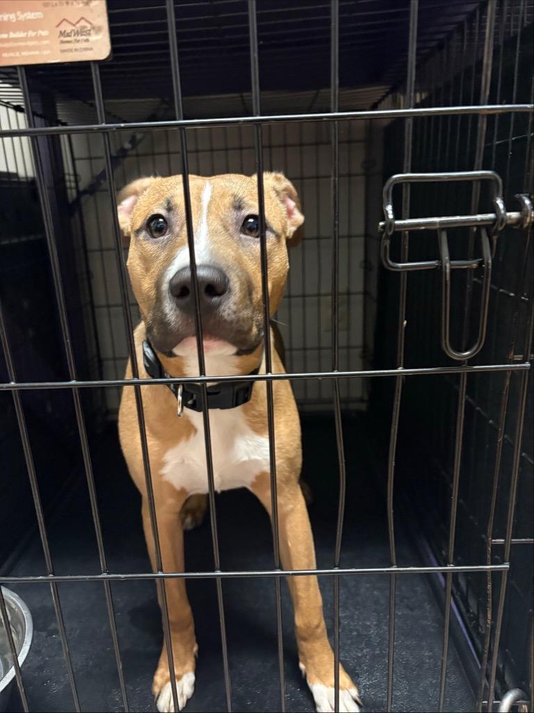 Enlarge Bandit, a Adoptable Pit Bull Terrier in Gloversville, NY image 4/4