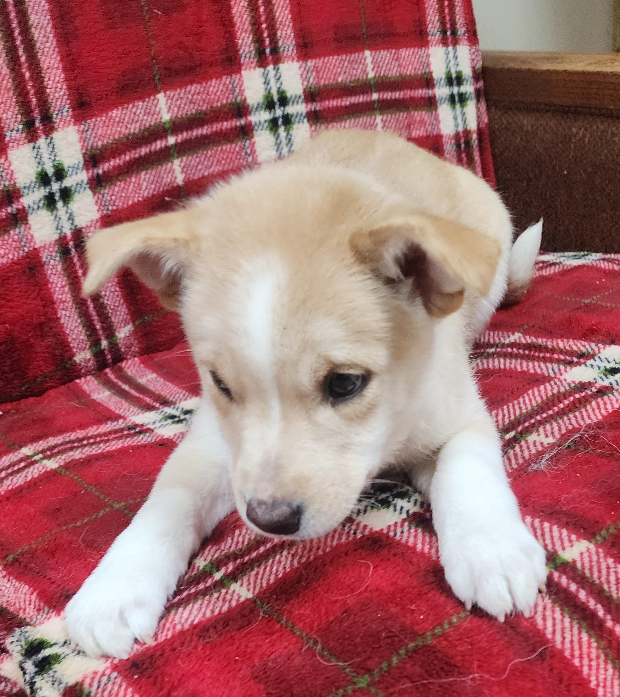 Enlarge Barnett, a Adoptable mixed breed in Neillsville, WI image 1/1