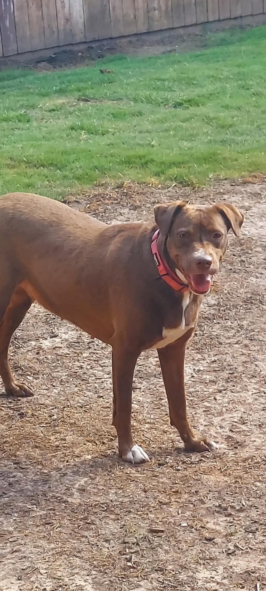 Enlarge Mama Judy, a Adoptable Pit Bull Terrier in Duluth, MN image 1/3