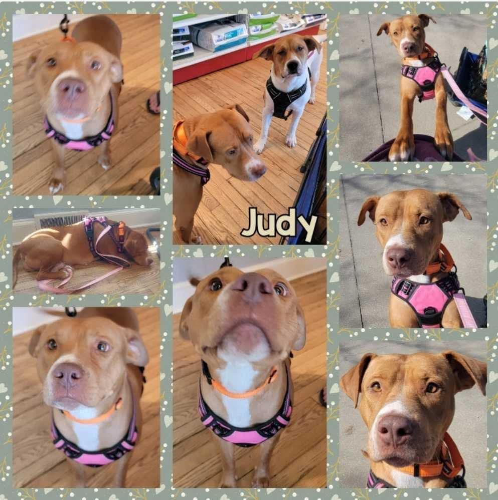 Enlarge Mama Judy, a Adoptable Pit Bull Terrier in Duluth, MN image 3/3