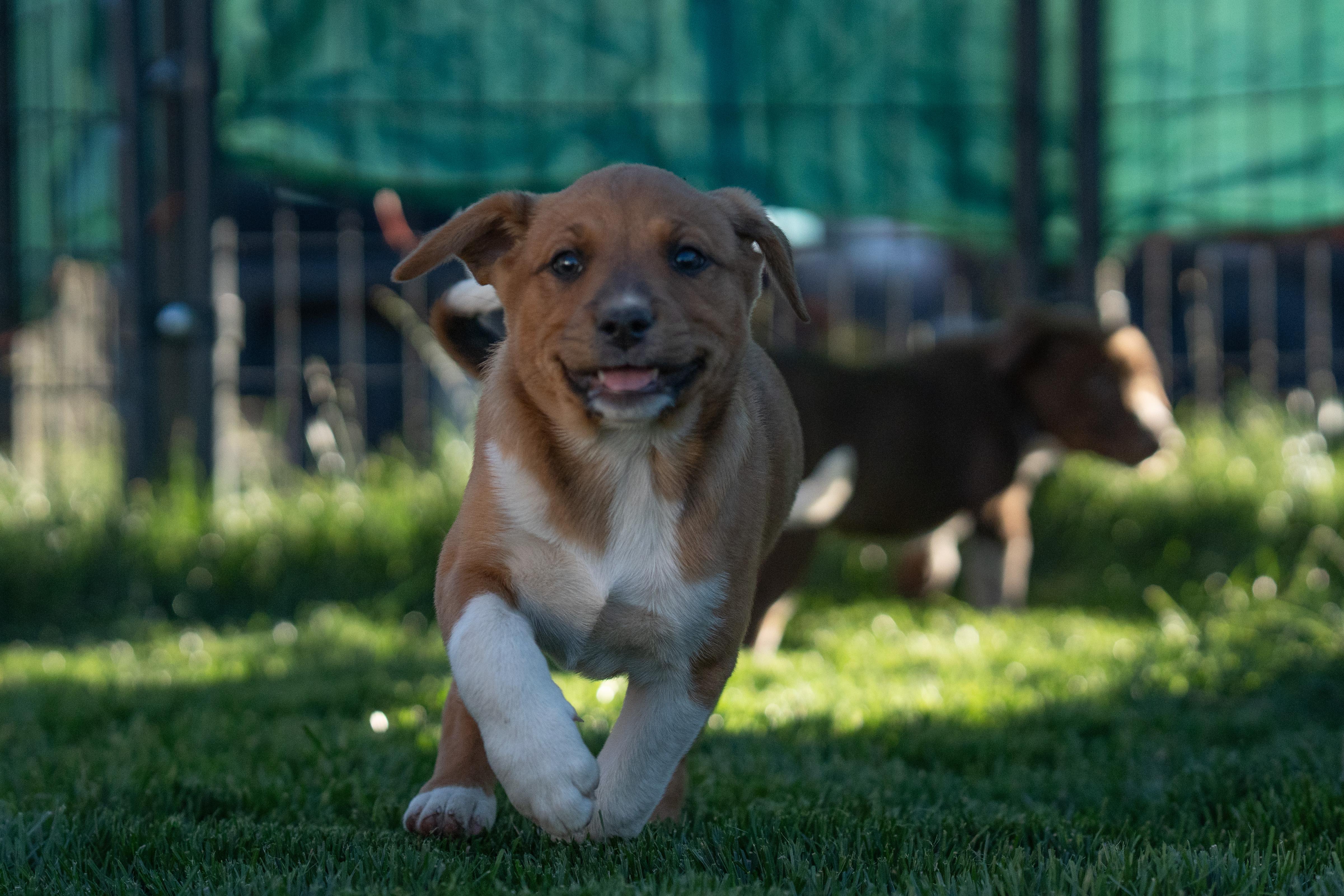 Pandora, a ADOPTABLE mixed breed in Bend, OR image 5/5