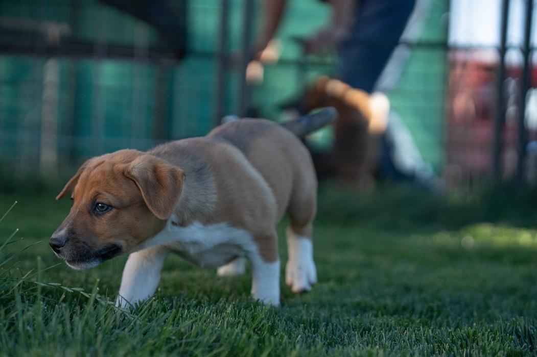 Pandora, a ADOPTABLE mixed breed in Bend, OR image 2/5