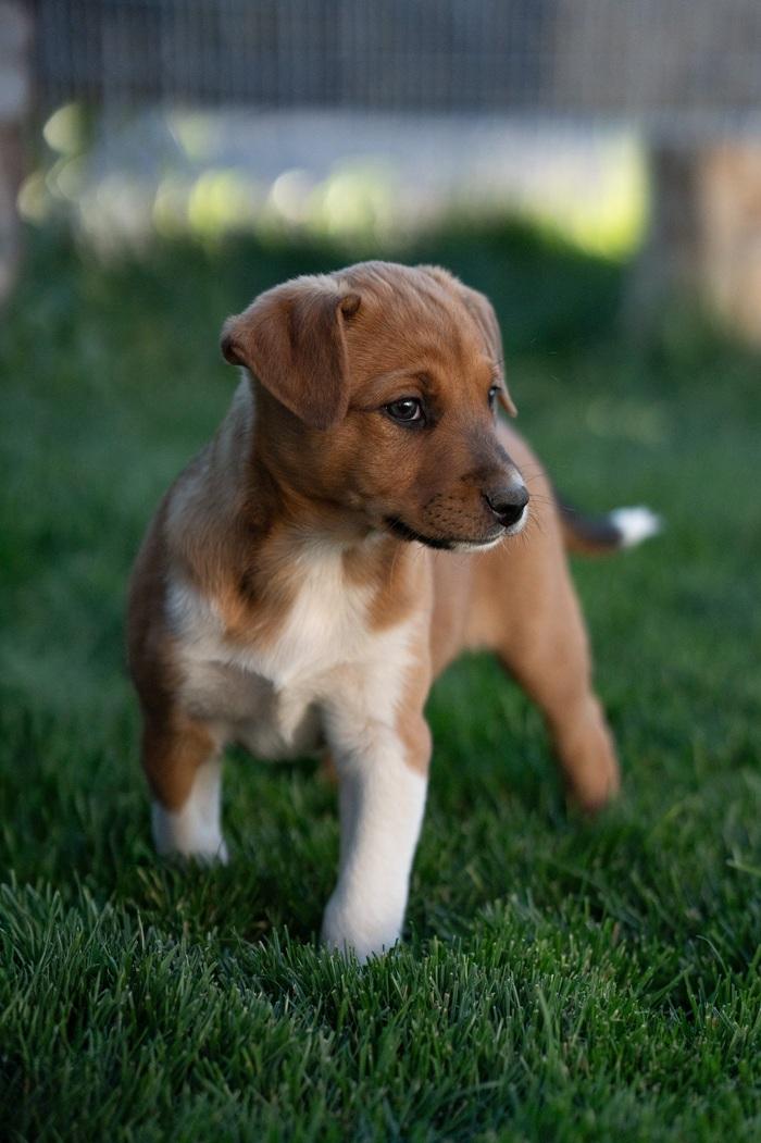 Pandora, ADOPTABLE, Puppy Female Border Collie & Cattle Dog.