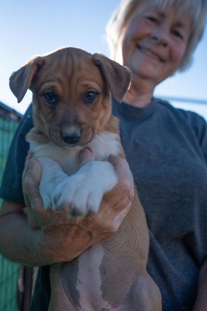 Pandora, a ADOPTABLE mixed breed in Bend, OR image 3/5