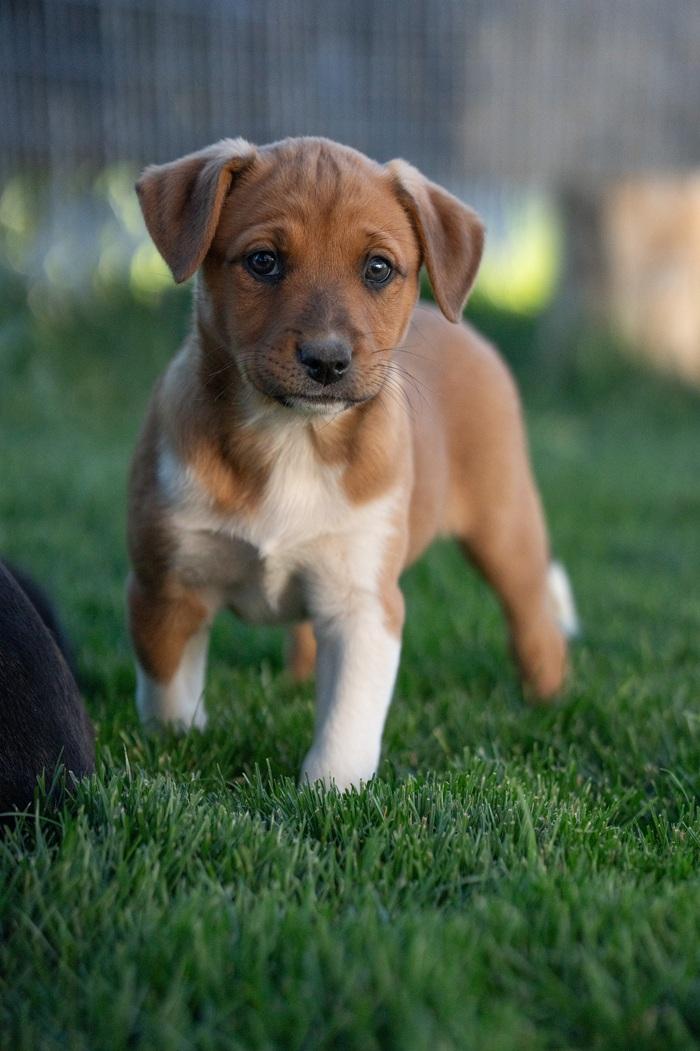 Pandora, a ADOPTABLE mixed breed in Bend, OR image 4/5