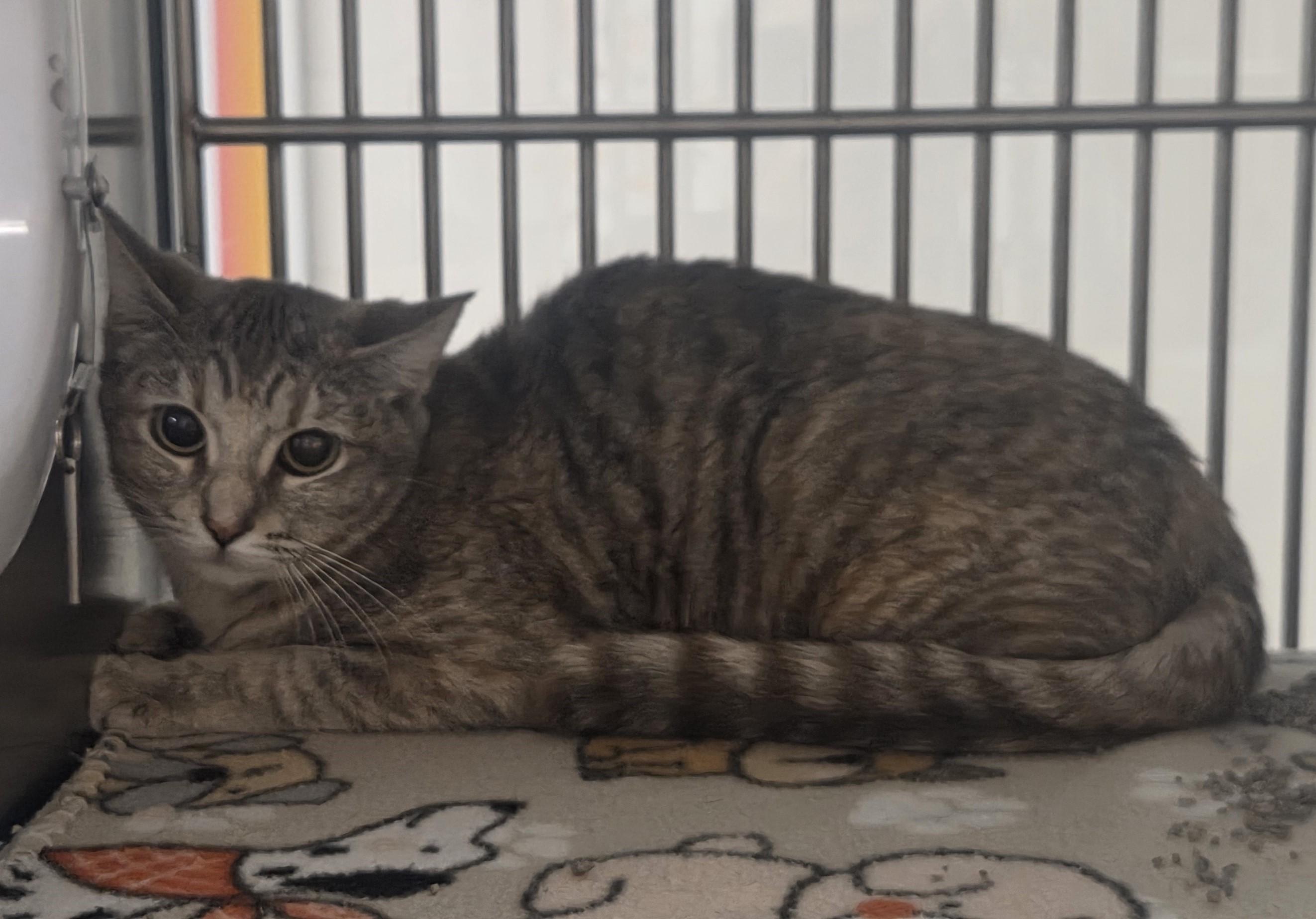 Enlarge Thelma, an adopted Domestic Short Hair in Allen, TX image 2/2