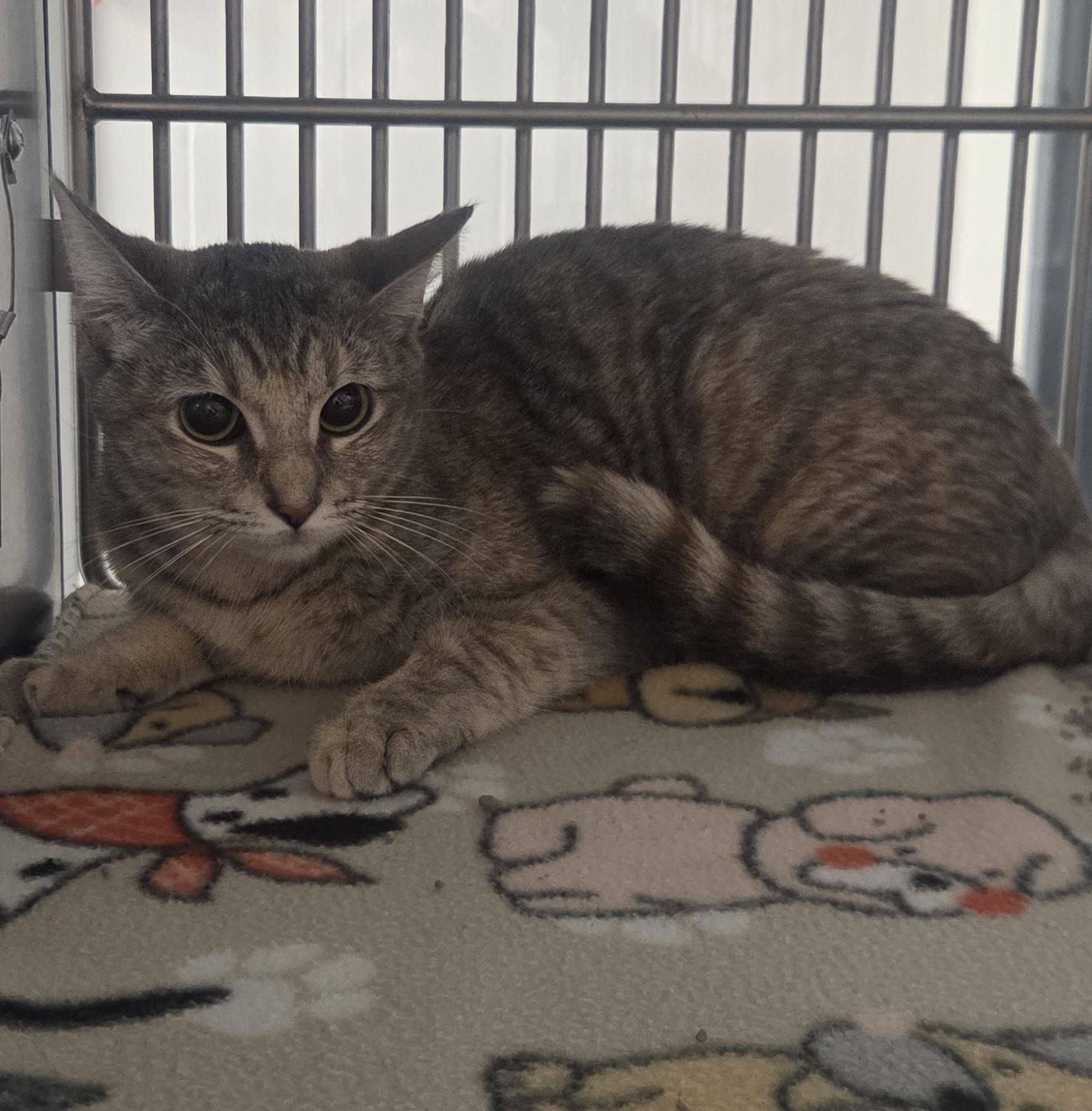 Thelma, adopted, Young Female Domestic Short Hair.
