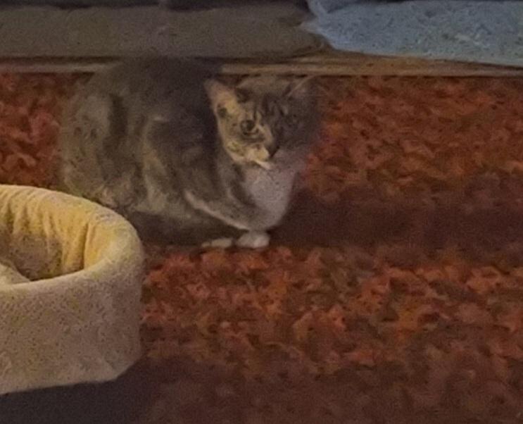 Enlarge Sesame, a Adopted Domestic Short Hair in Cary, NC image 1/2