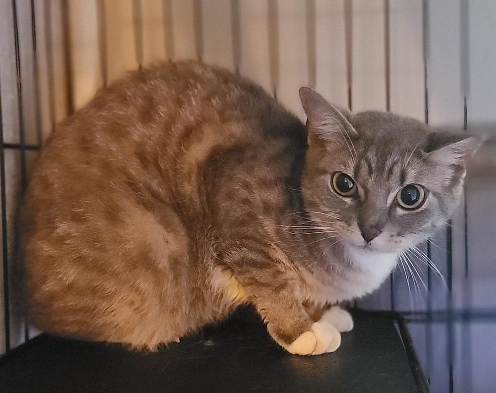 Enlarge Sesame, a Adopted Domestic Short Hair in Cary, NC image 2/2