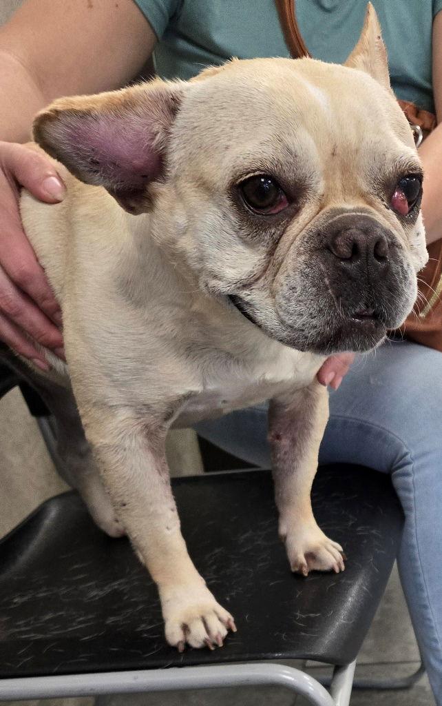 Enlarge Roxie Rose, a Adoptable French Bulldog in San Antonio, TX image 1/3