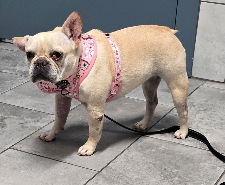 Enlarge Roxie Rose, a Adoptable French Bulldog in San Antonio, TX image 2/3