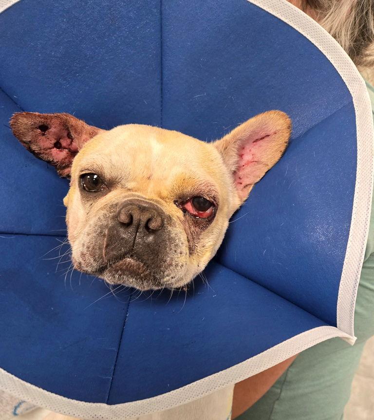 Roxie Rose, Adoptable, Adult Female French Bulldog.