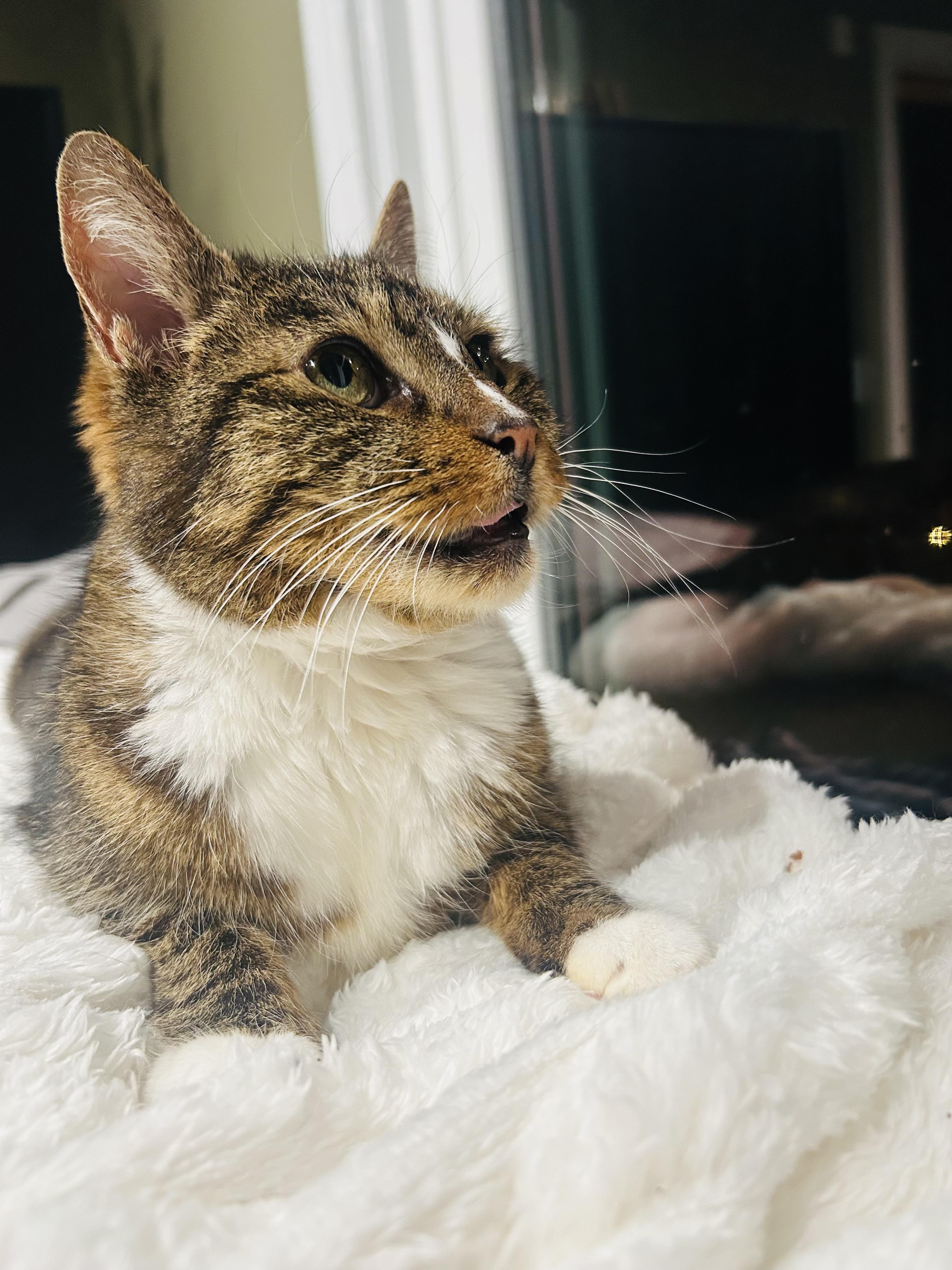 Cleo, a Adoptable Domestic Short Hair in Hoboken, NJ image 4/5