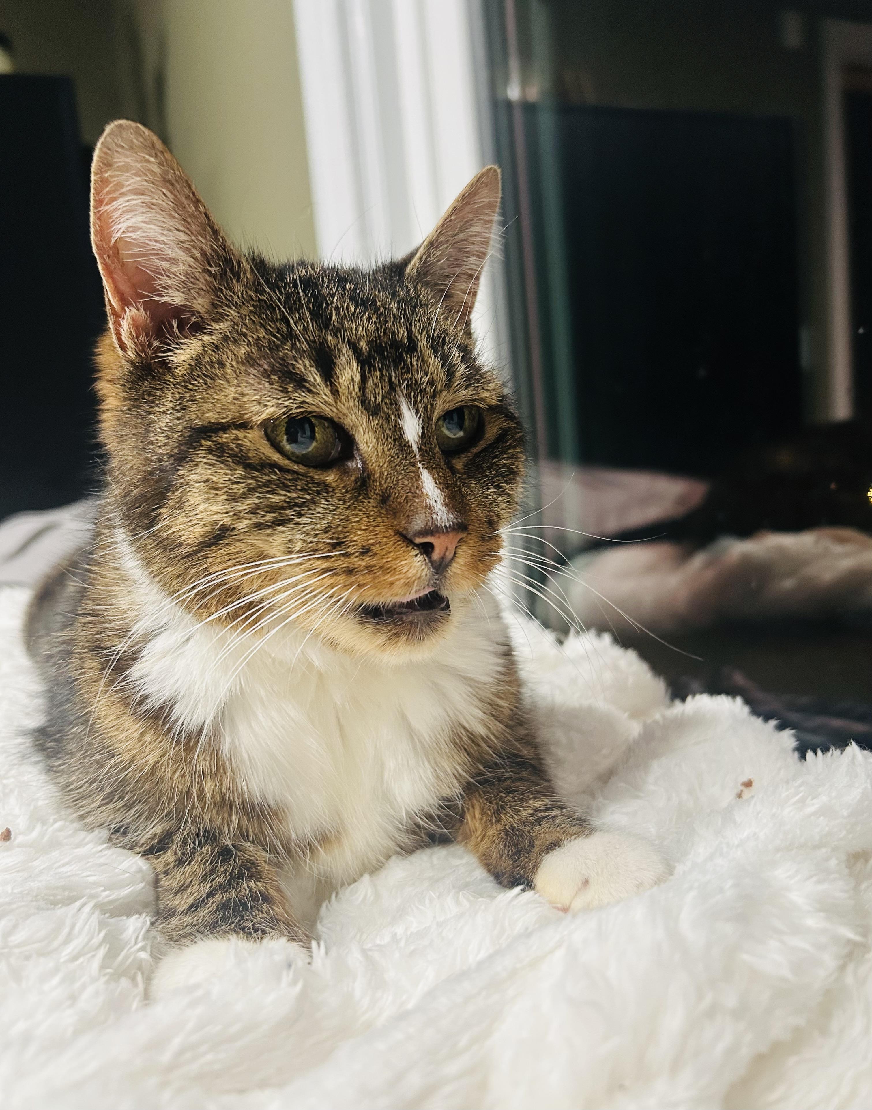 Cleo, a Adoptable Domestic Short Hair in Hoboken, NJ image 1/5