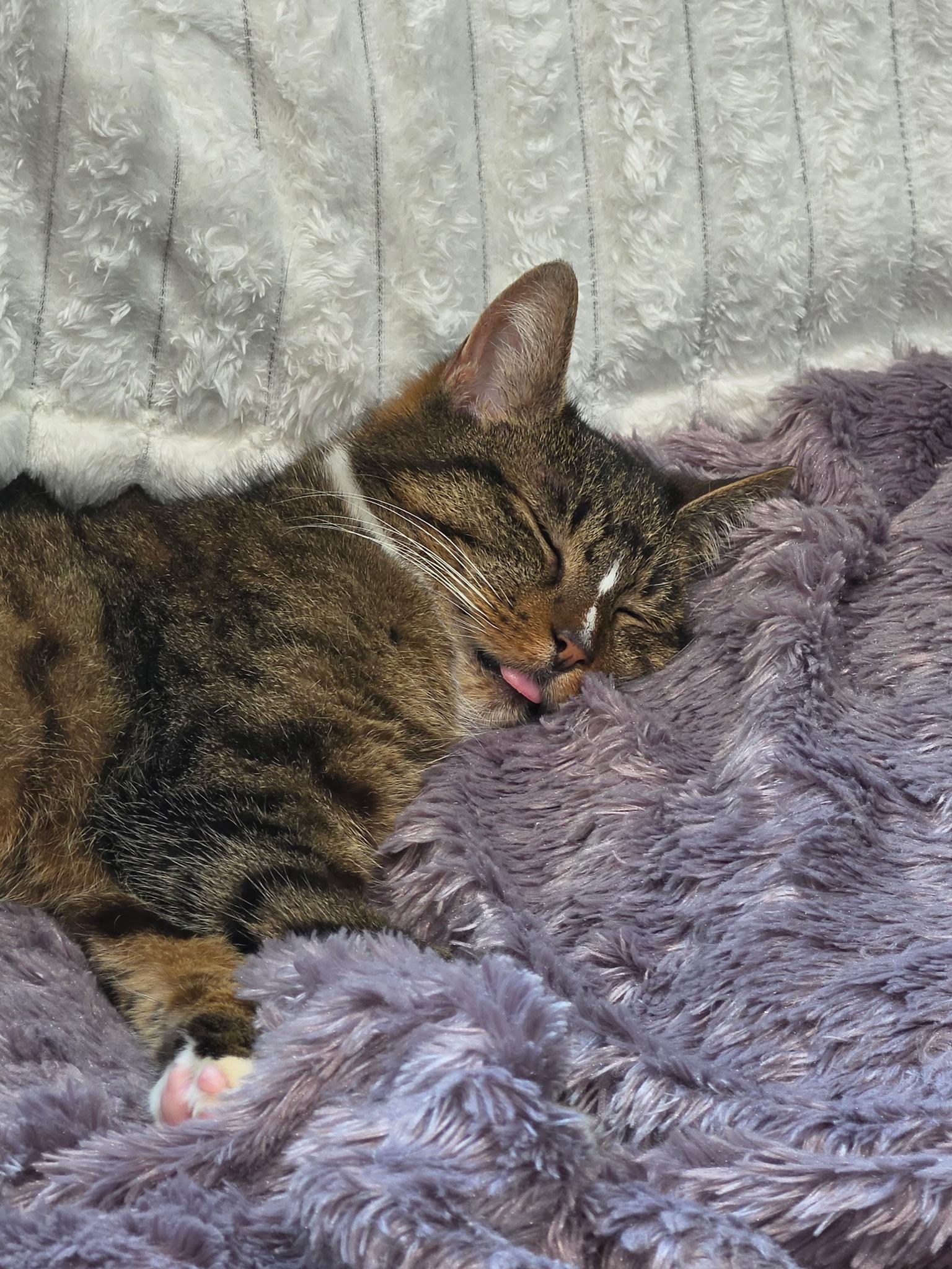 Cleo, a Adoptable Domestic Short Hair in Hoboken, NJ image 2/5
