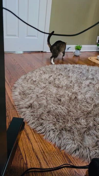 Enlarge Cleo, a Adoptable Domestic Short Hair in Hoboken, NJ video 5/5