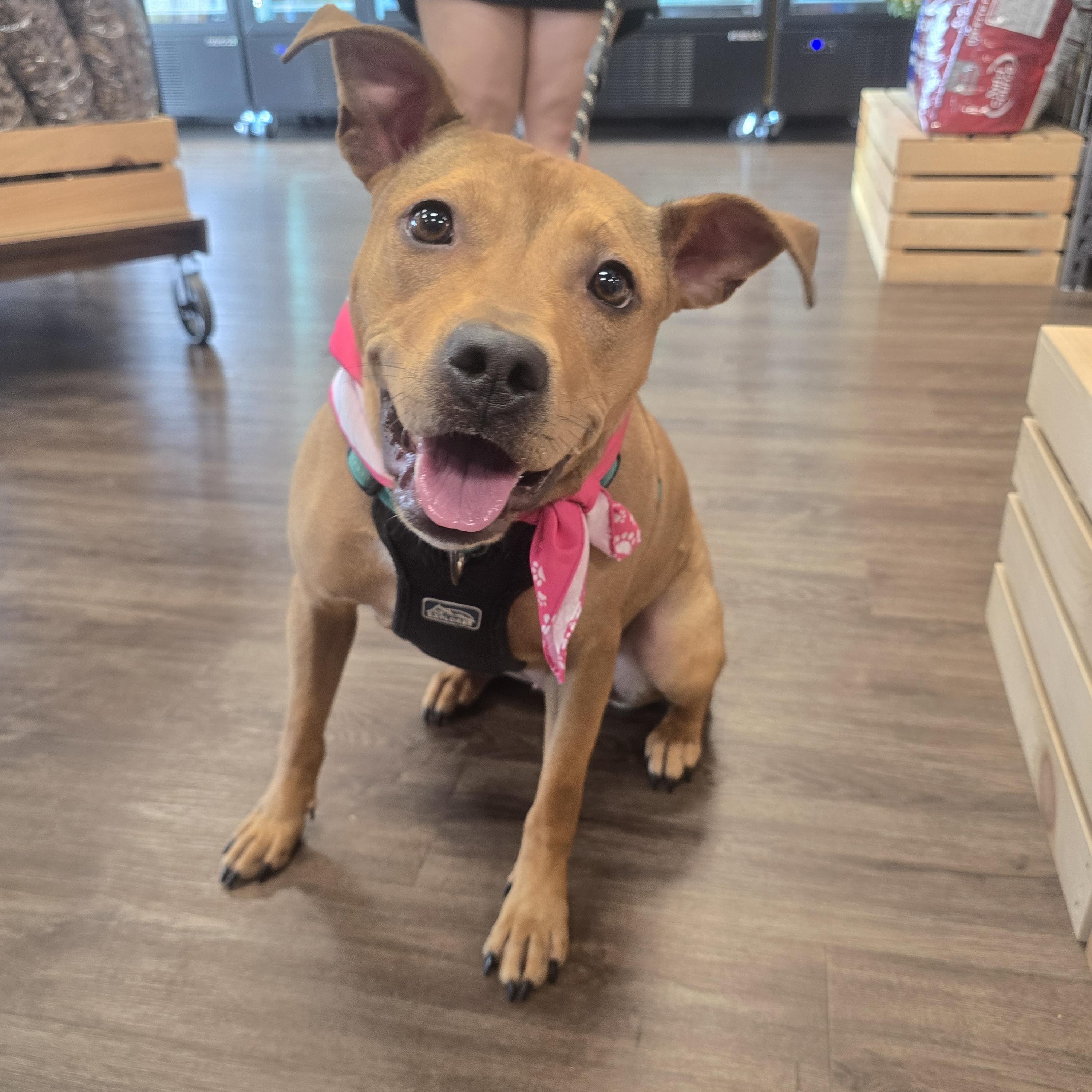 Enlarge Harley, a Adoptable mixed breed in Lancaster, SC image 1/5