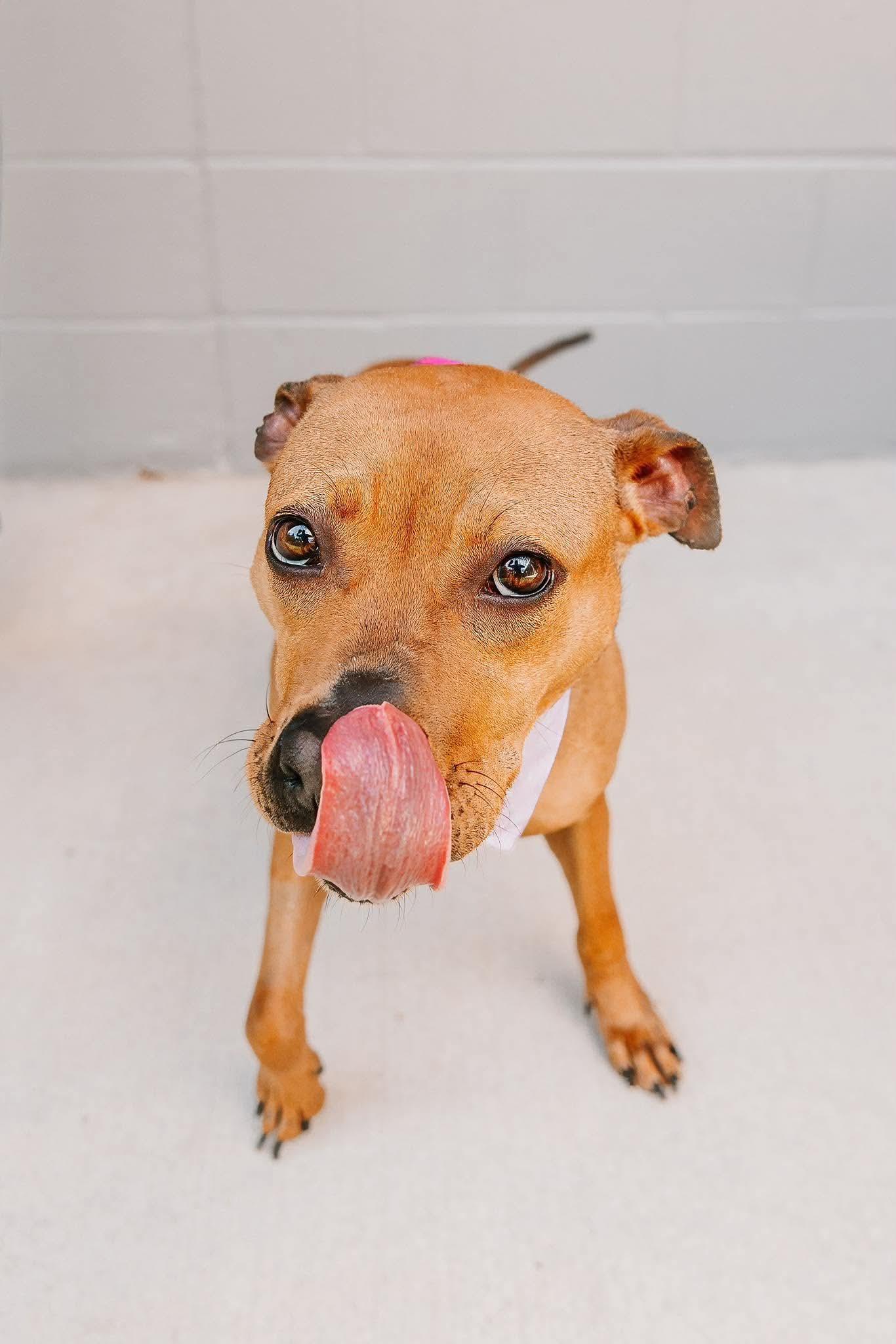 Harley, a ADOPTABLE mixed breed in Lancaster, SC image 5/5